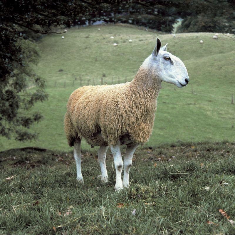 Fleece Bluefaced Leicester Aran | West Yorkshire Spinners