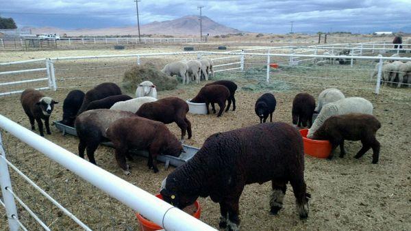 Rye Patch and Home Camp Worsted | Lani's Lana Wool