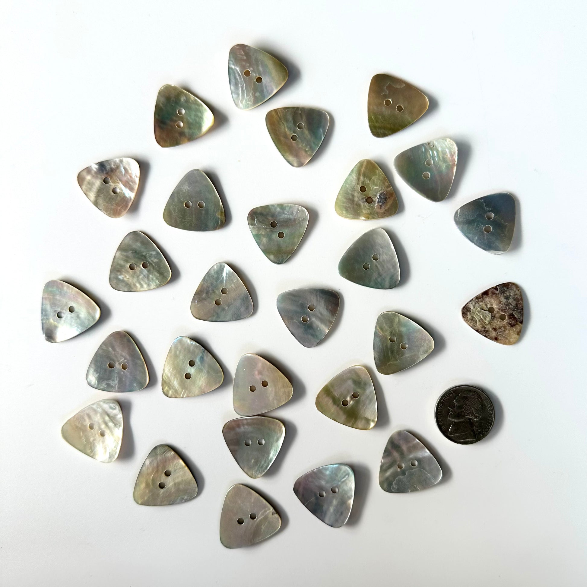Squarell Shell Shell Buttons - over 7/8