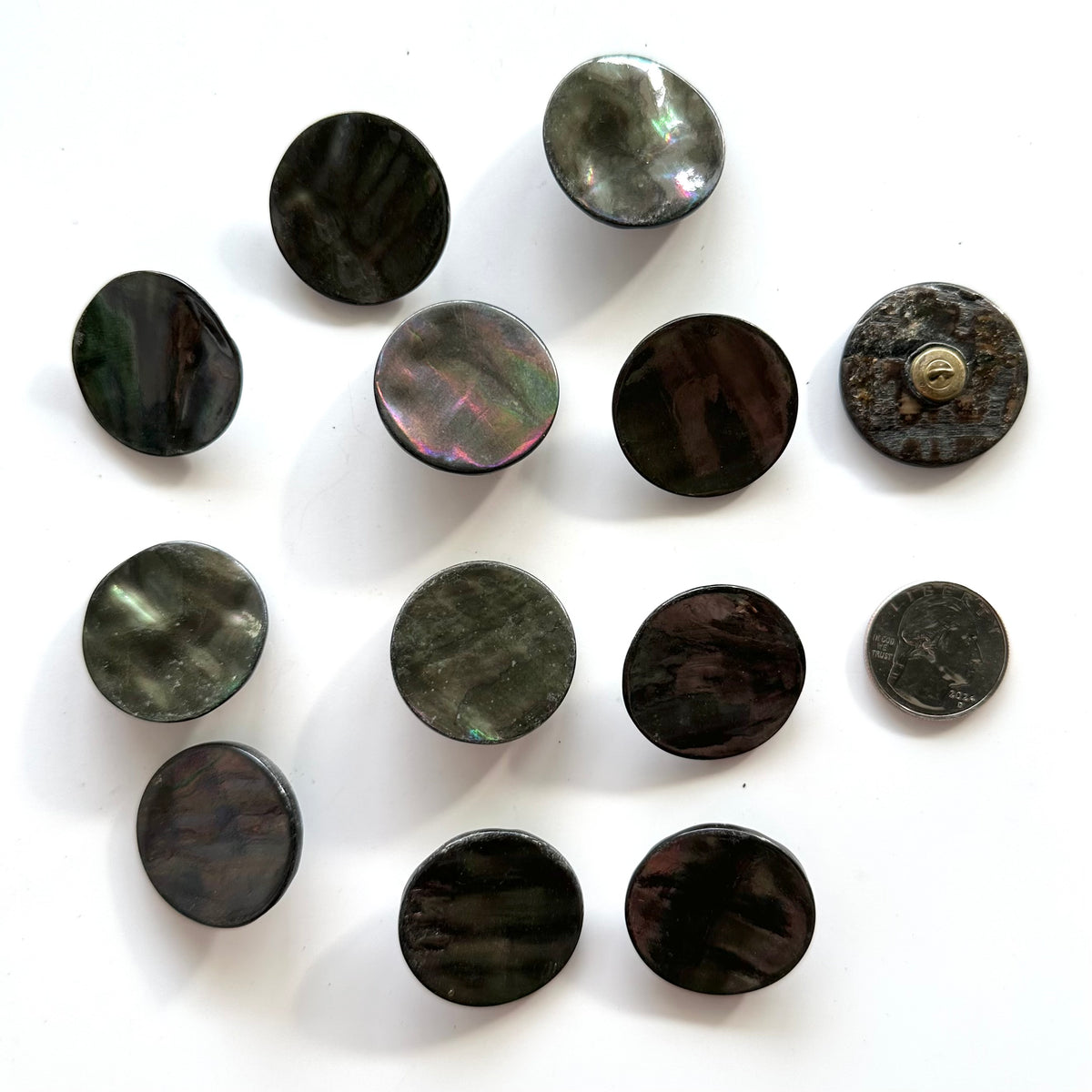 Squarell Shell Shell Buttons - over 7/8