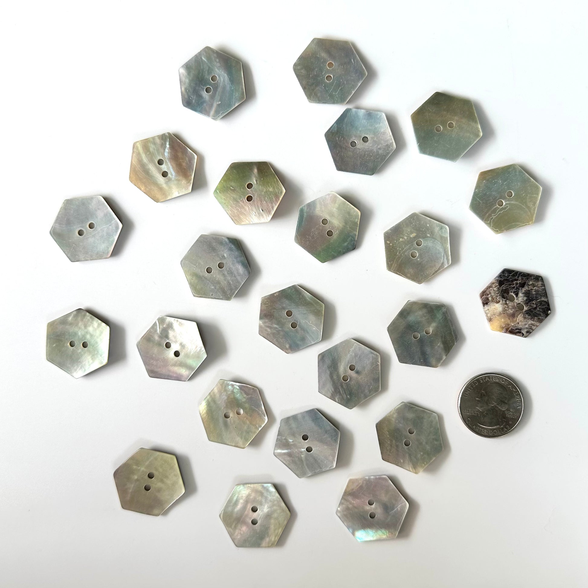 Squarell Shell Shell Buttons - over 7/8