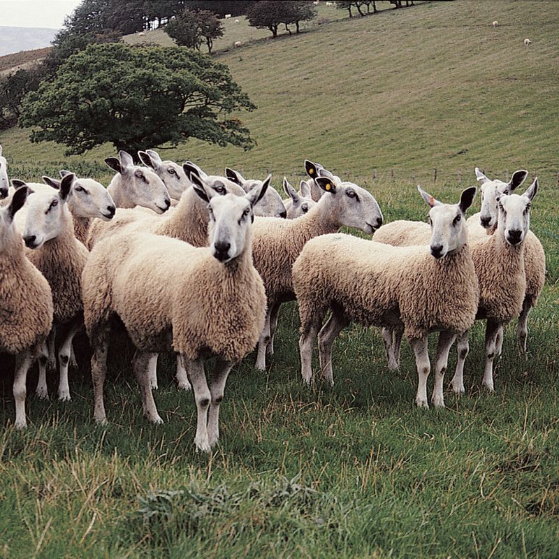 Fleece Bluefaced Leicester Aran | West Yorkshire Spinners