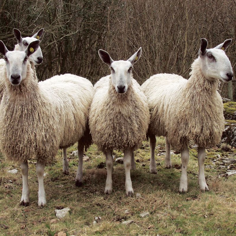 Fleece Bluefaced Leicester Aran | West Yorkshire Spinners