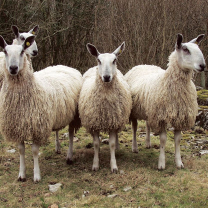 Fleece Bluefaced Leicester Aran | West Yorkshire Spinners