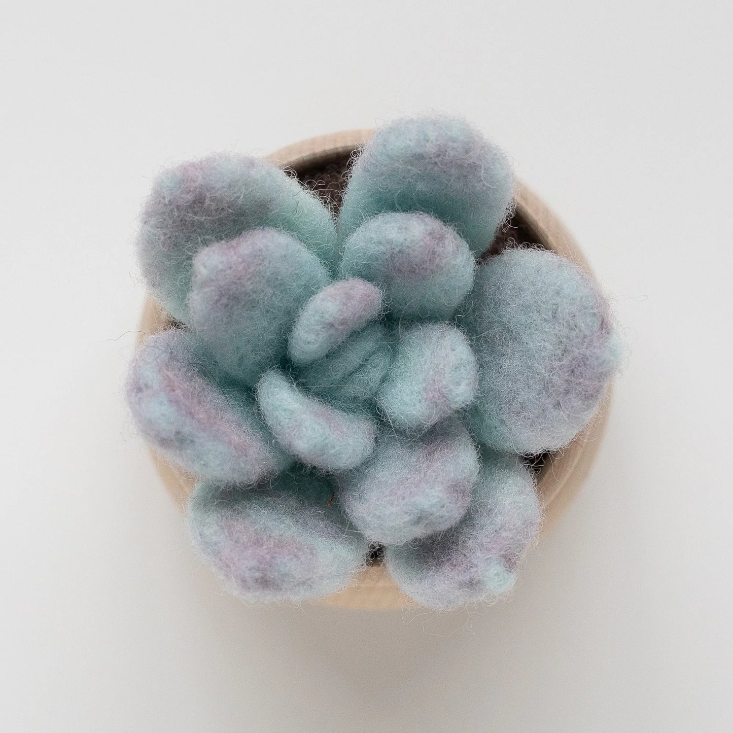 Ghost Plant Succulent Mini Needle Felting Kit