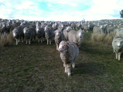 Bouclé Bulky | White Gum Wool