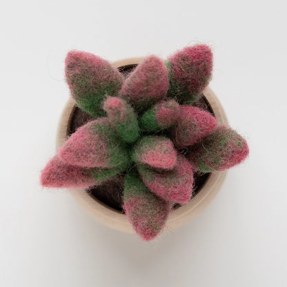 Sunrise Succulent Mini Needle Felting Kit