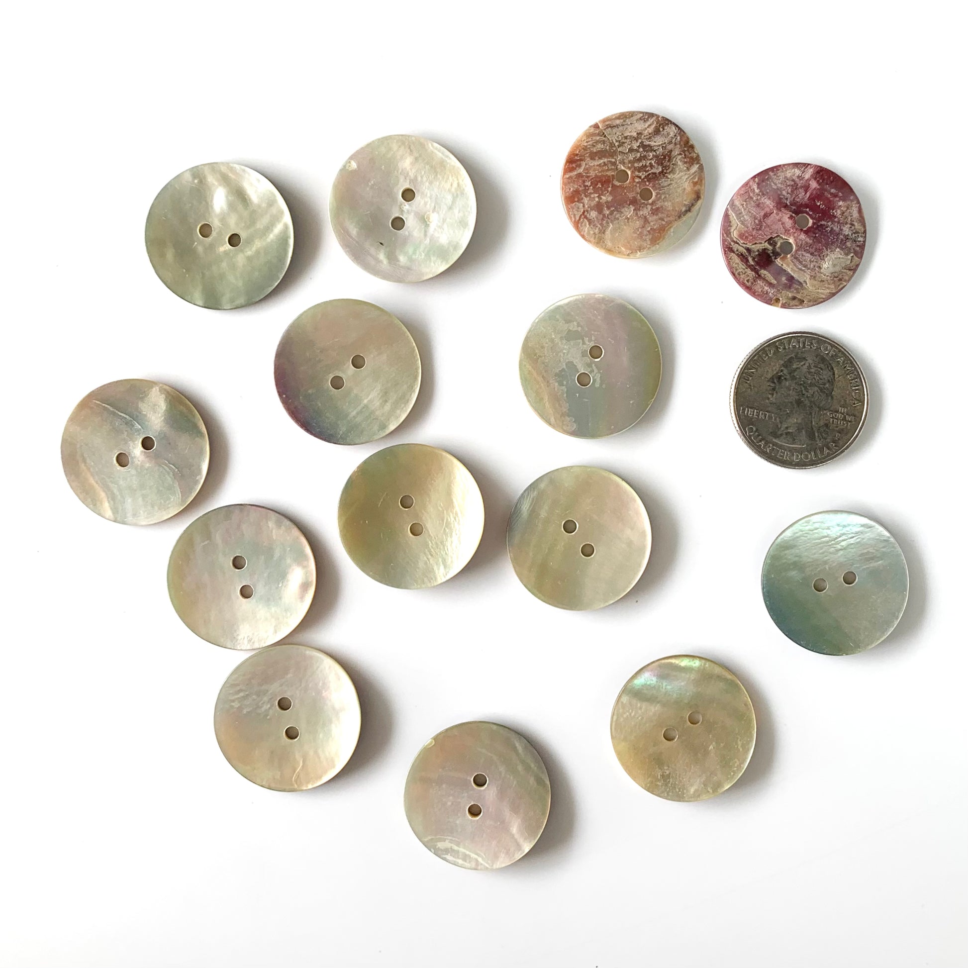Squarell Shell Shell Buttons - over 7/8